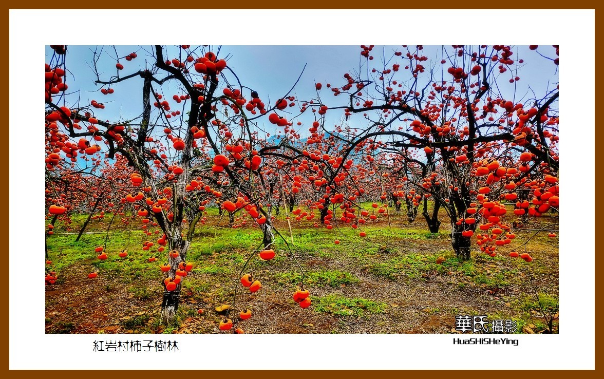 2021南行慢游（广西115）—红岩村柿子树林（桂林市恭城县）