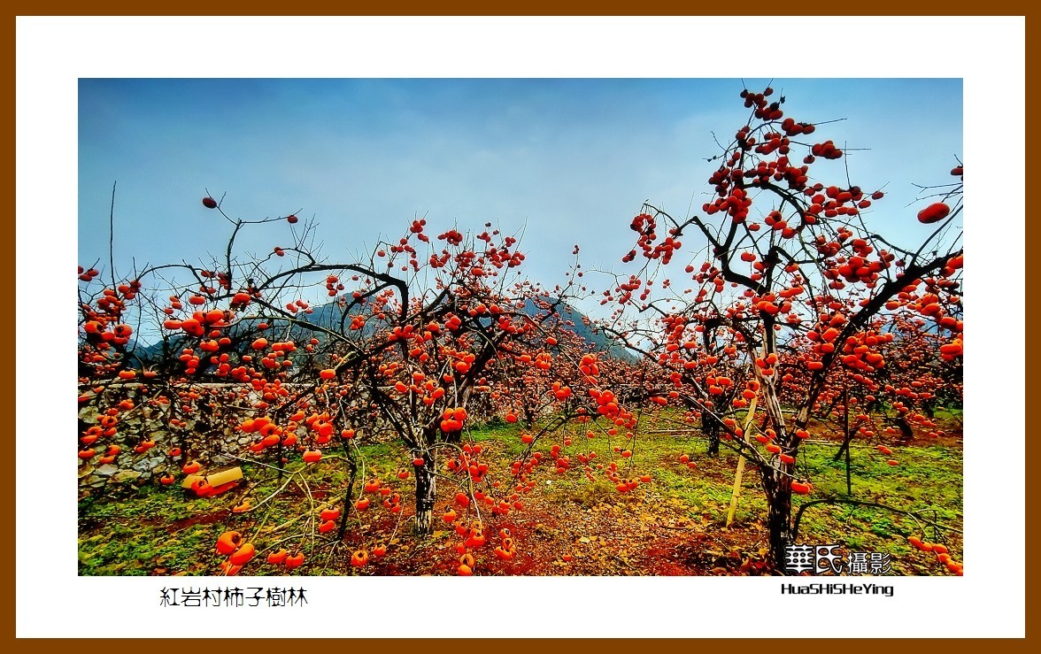 2021南行慢游（广西115）—红岩村柿子树林（桂林市恭城县）