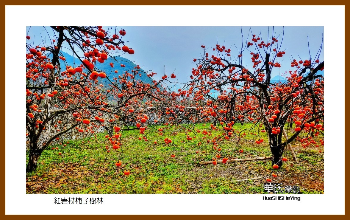 2021南行慢游（广西115）—红岩村柿子树林（桂林市恭城县）