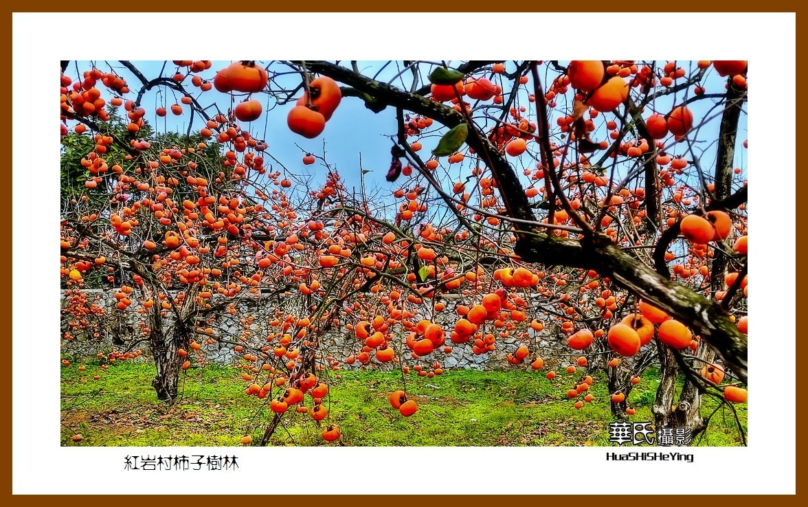 2021南行慢游（广西115）—红岩村柿子树林（桂林市恭城县）