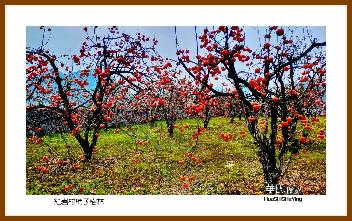 2021南行慢游（广西115）—红岩村柿子树林（桂林市恭城县）