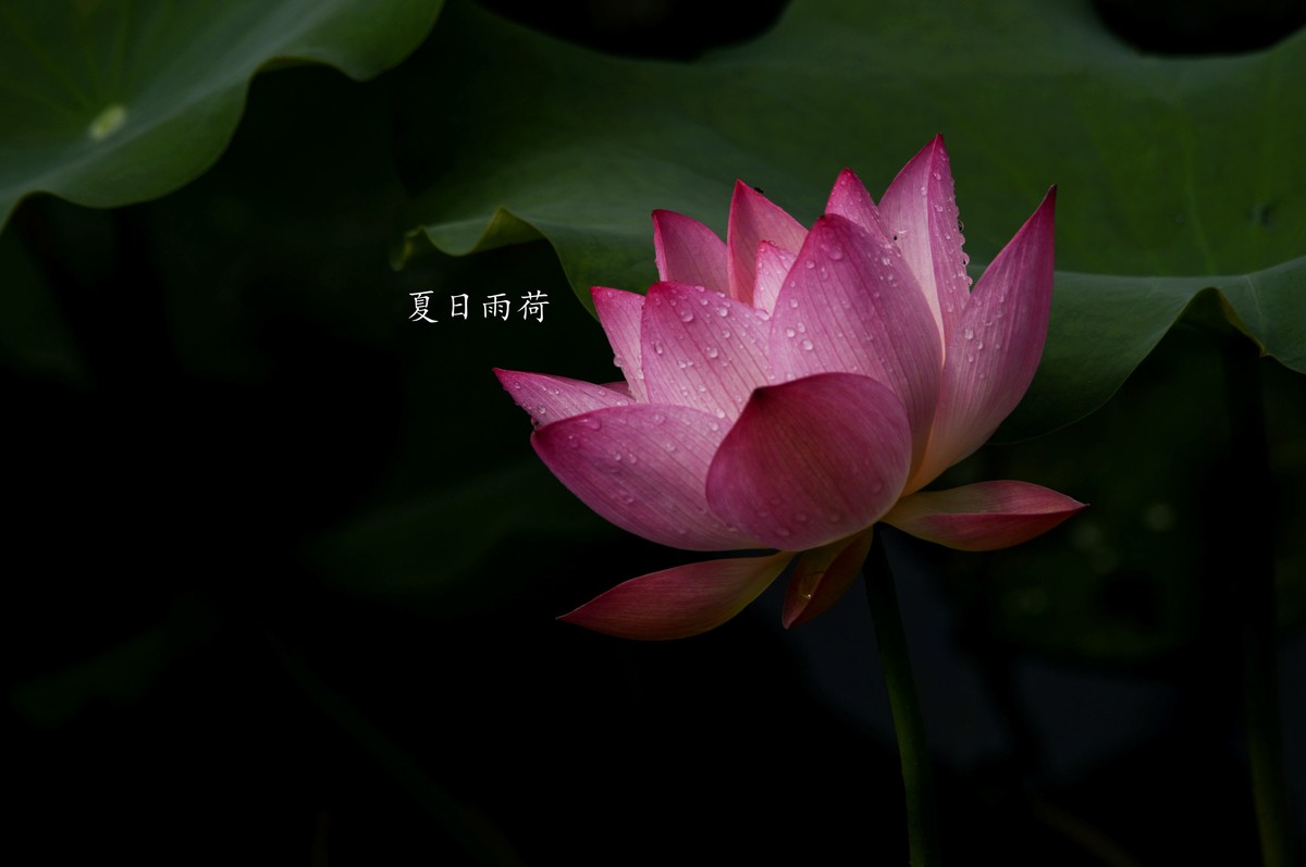 雨后娇荷（三）