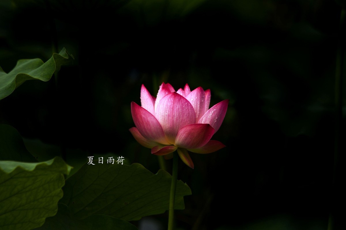 雨后娇荷（三）