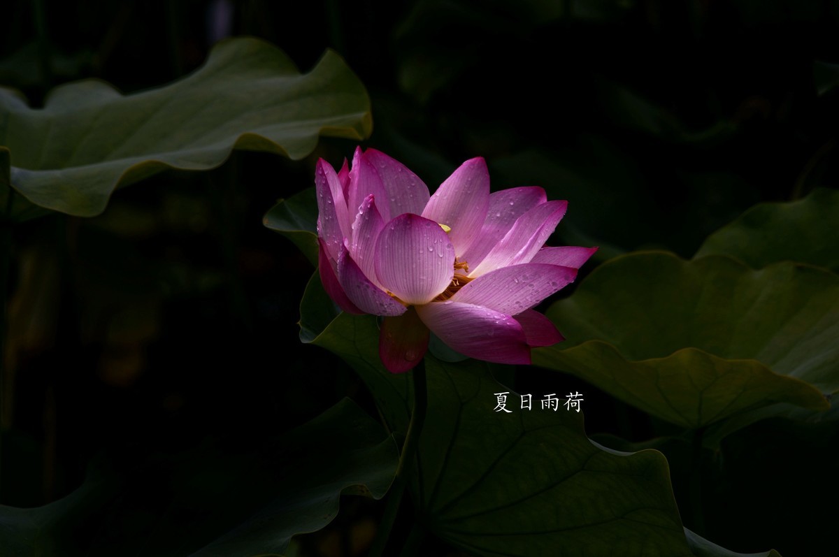 雨后娇荷（三）