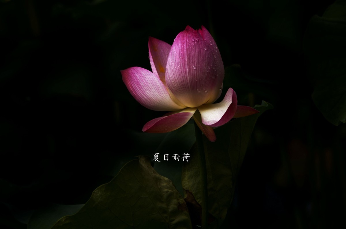 雨后娇荷（三）