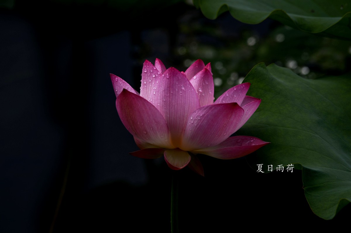 雨后娇荷（三）