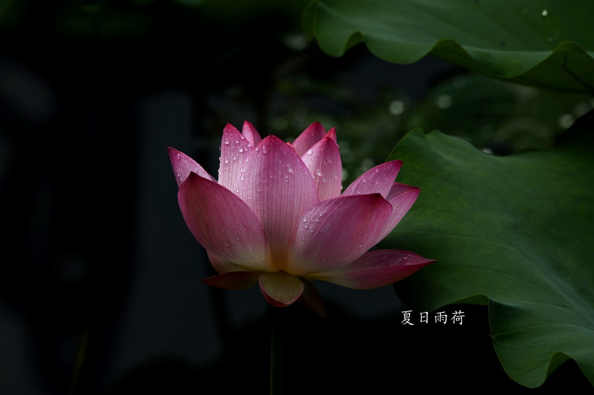 雨后娇荷（三）