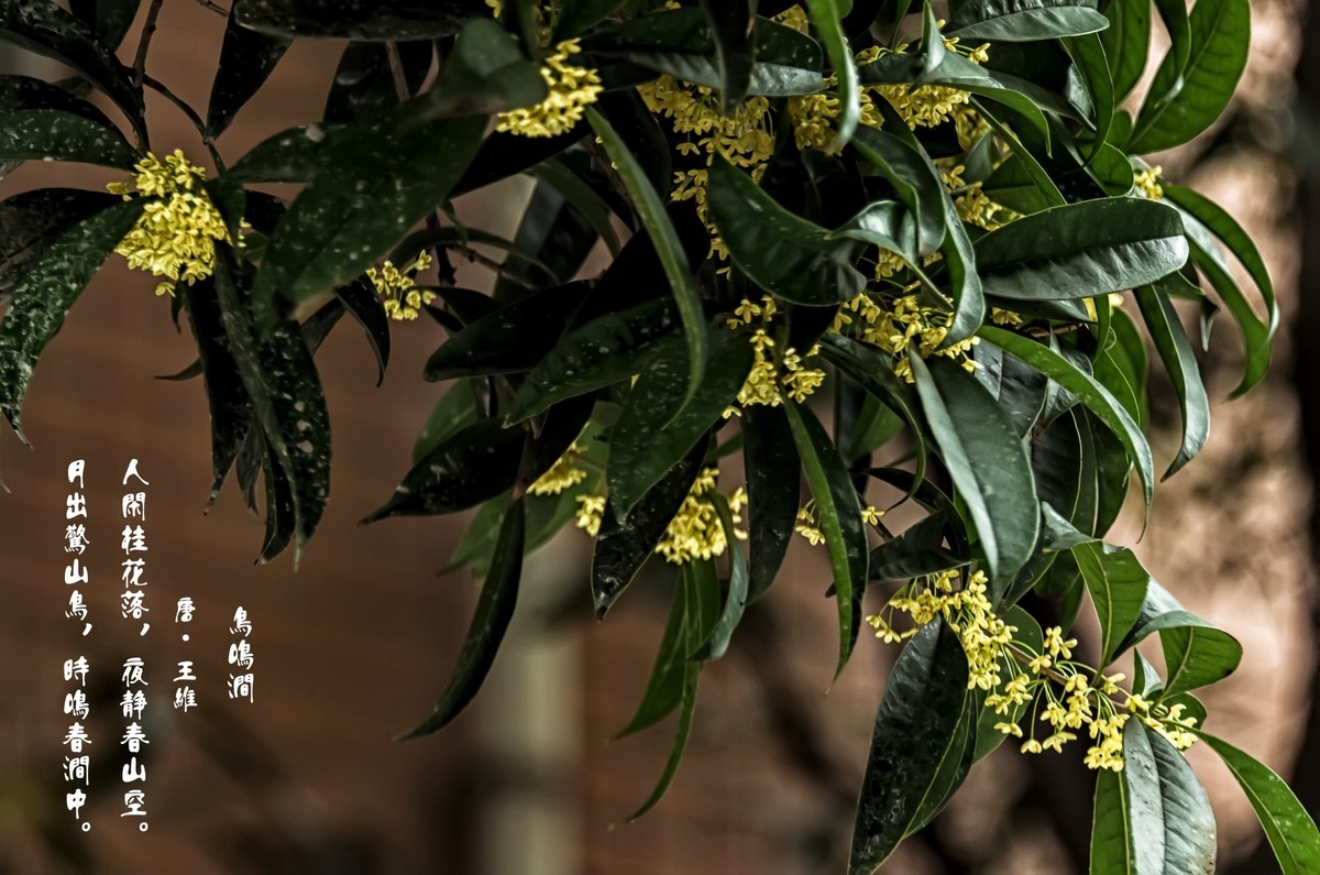 《桂      花 》（诗配画）（鸟鸣涧  唐· 王维）