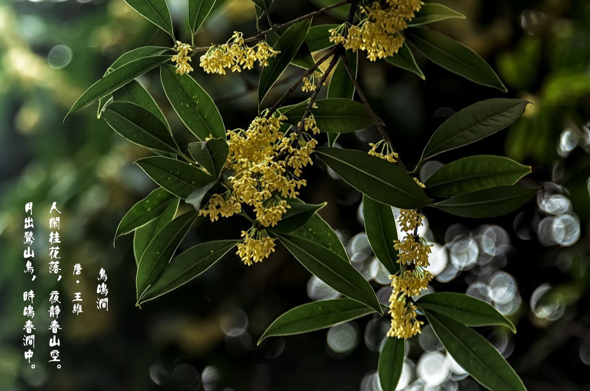 《桂      花 》（诗配画）（鸟鸣涧  唐· 王维）