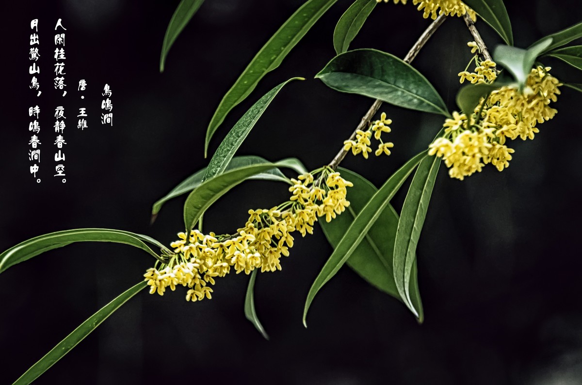 《桂      花 》（诗配画）（鸟鸣涧  唐· 王维）