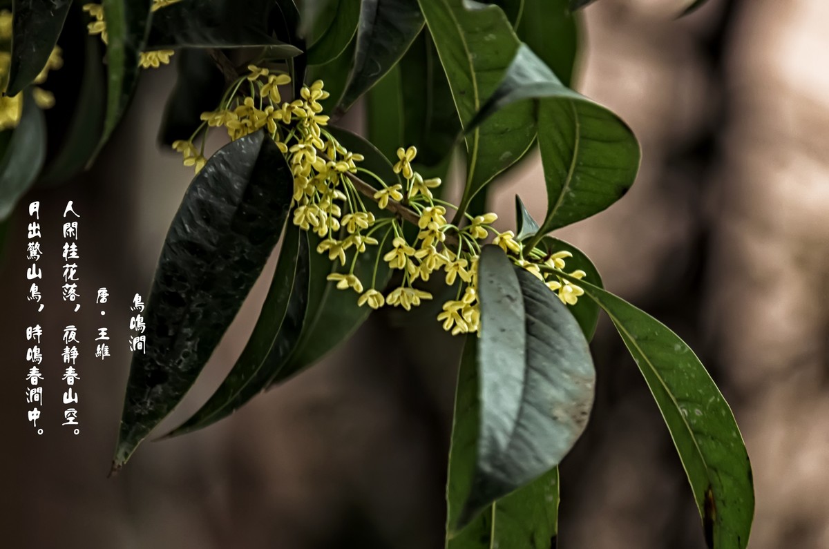《桂      花 》（诗配画）（鸟鸣涧  唐· 王维）