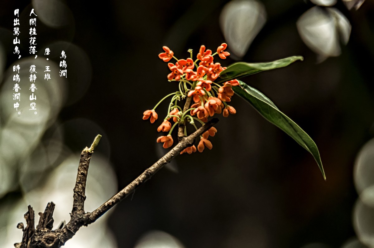 《桂      花 》（诗配画）（鸟鸣涧  唐· 王维）
