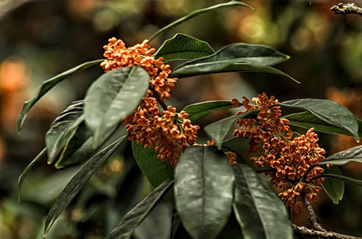《桂      花 》（诗配画）（鸟鸣涧  唐· 王维）