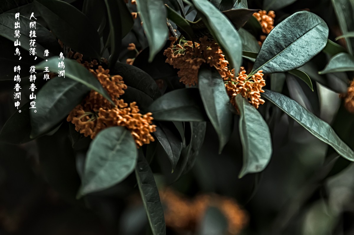 《桂      花 》（诗配画）（鸟鸣涧  唐· 王维）