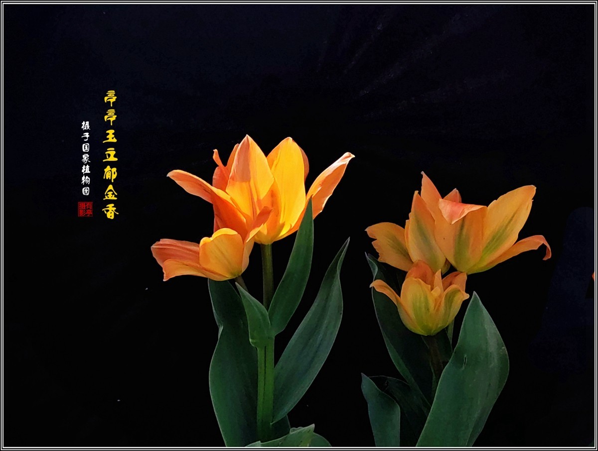 亭亭玉立郁金香240407