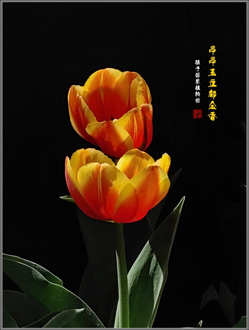 亭亭玉立郁金香240407