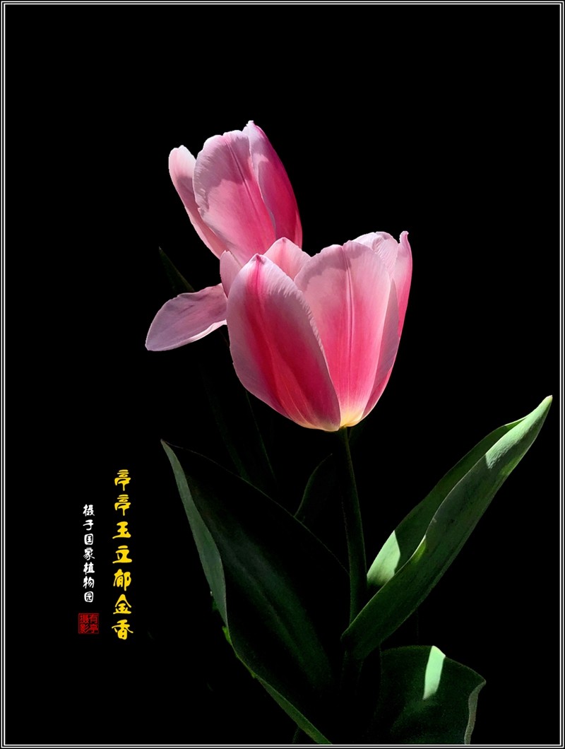 亭亭玉立郁金香240407