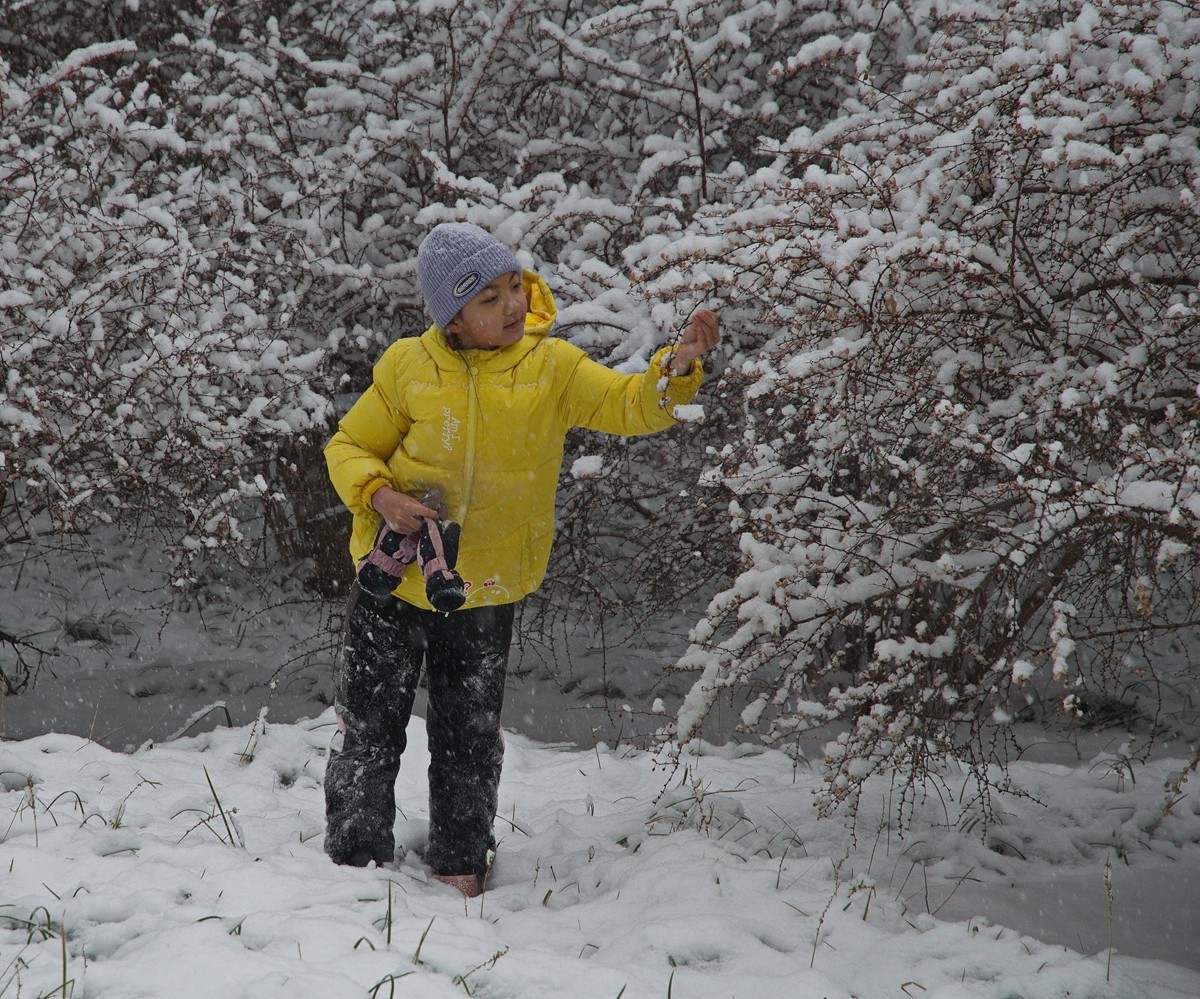天公再降鹅毛雪  太后重游自家园