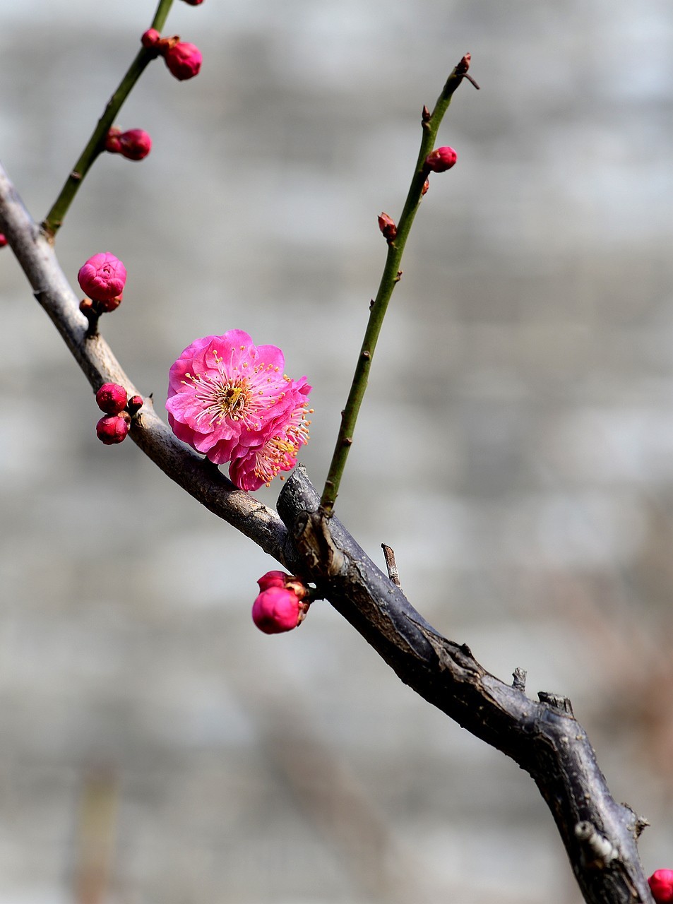 傲骨幽香明城梅【1】