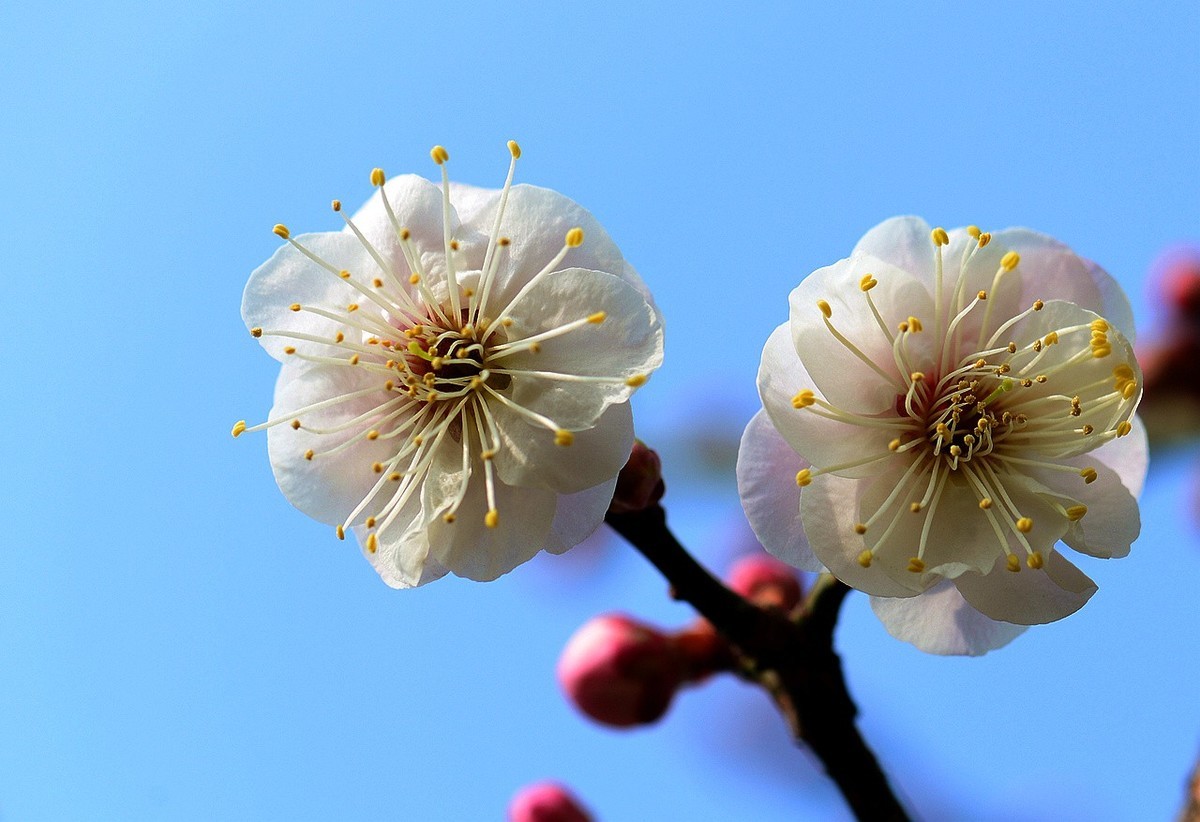 傲骨幽香明城梅【1】