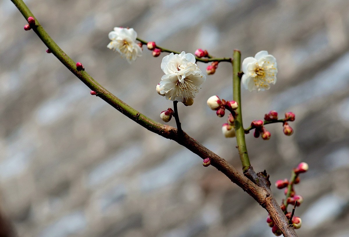 傲骨幽香明城梅【1】