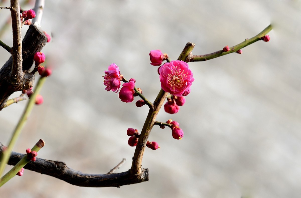 傲骨幽香明城梅【1】
