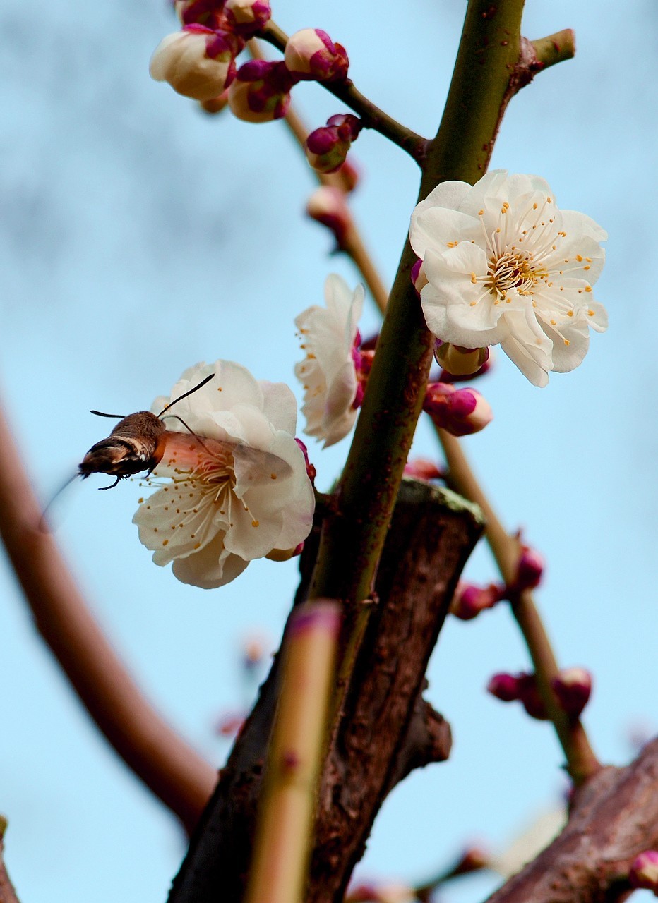 傲骨幽香明城梅【1】