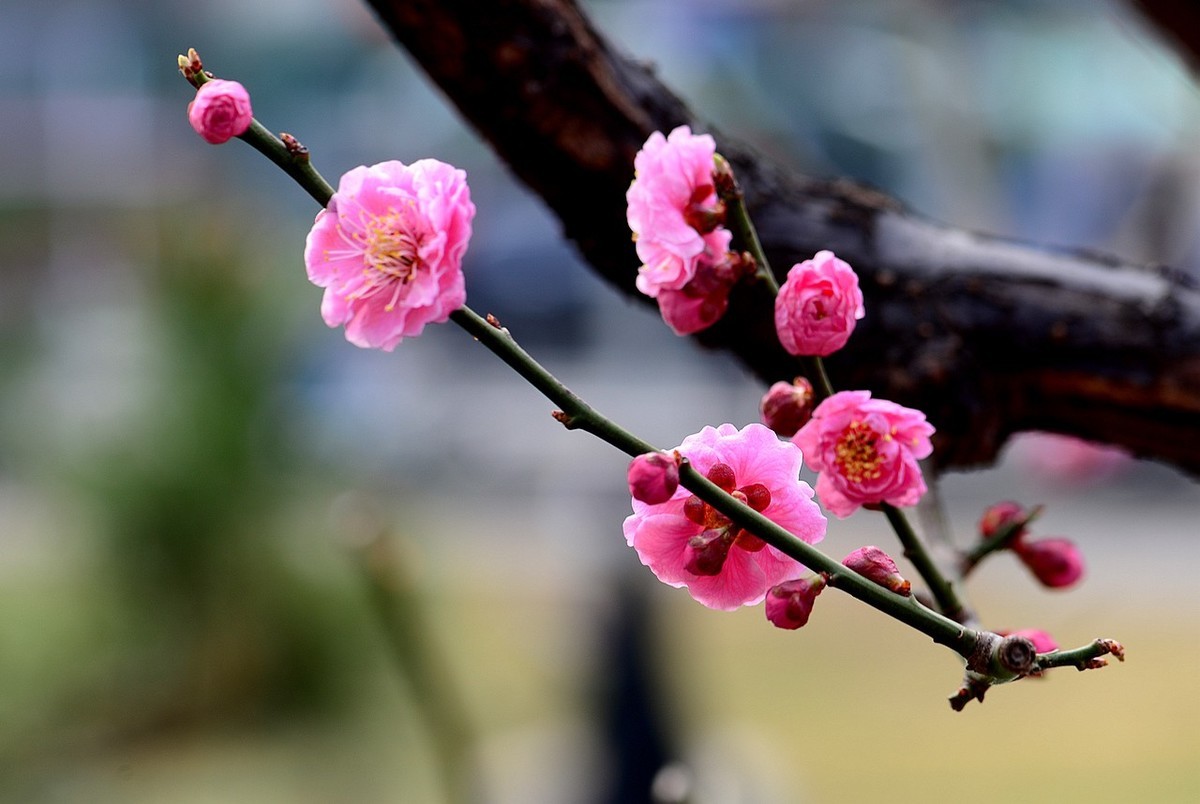 傲骨幽香明城梅【1】