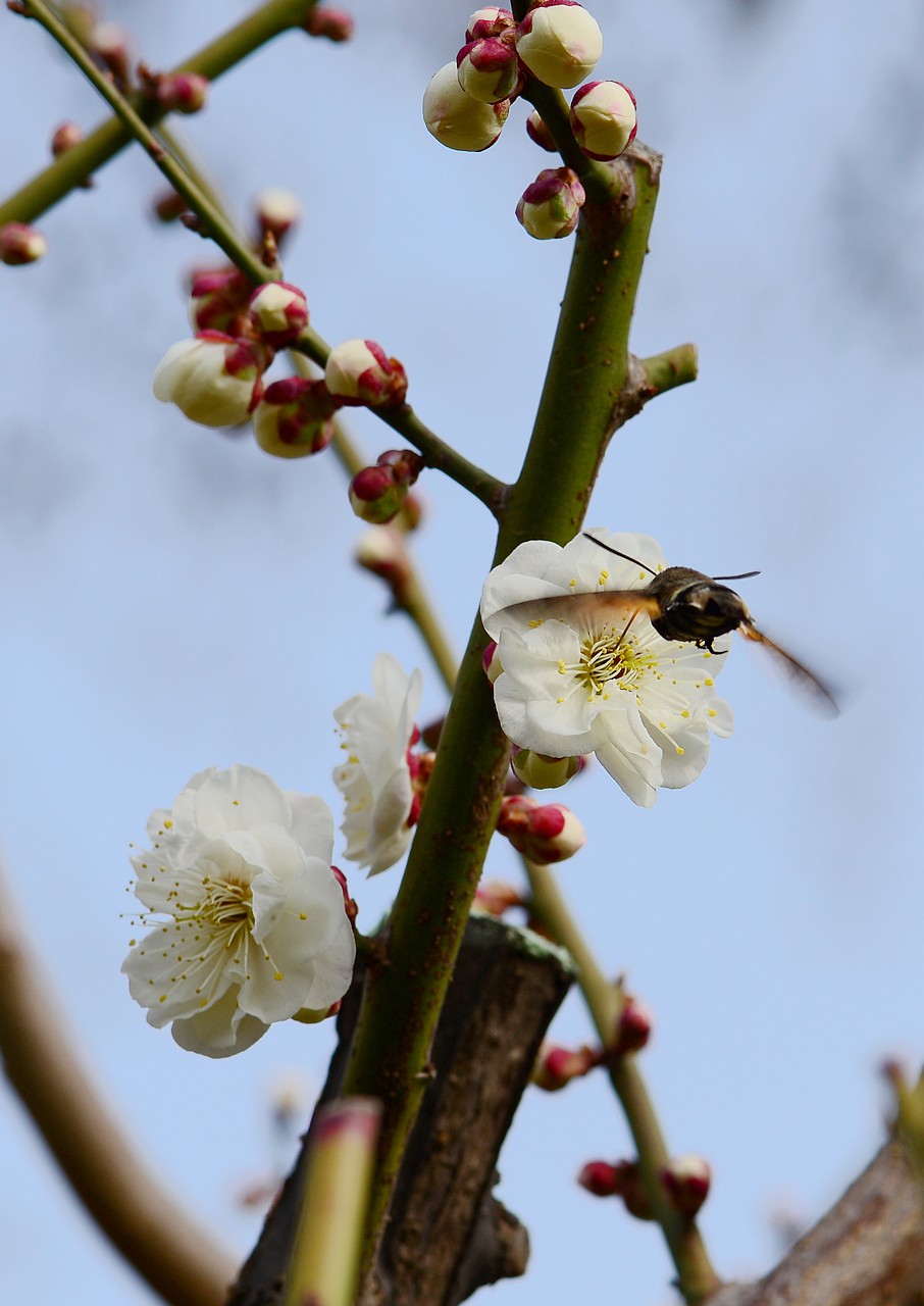 傲骨幽香明城梅【1】