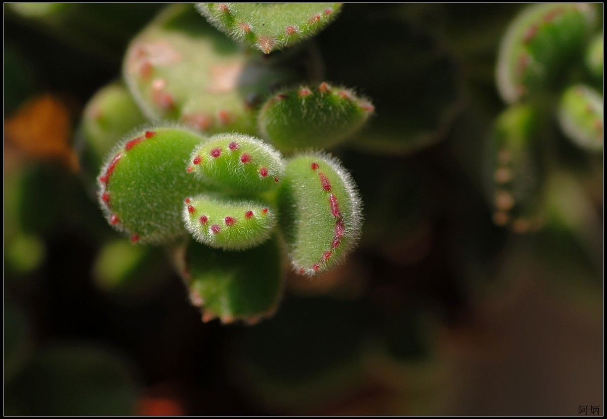 花卉练习（多肉熊“小手”和冬珊瑚小花）