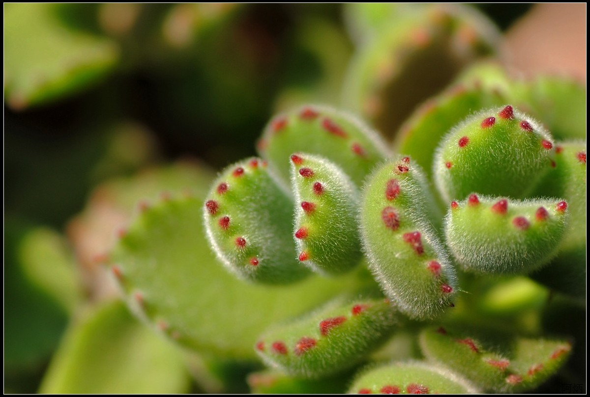 花卉练习（多肉熊“小手”和冬珊瑚小花）
