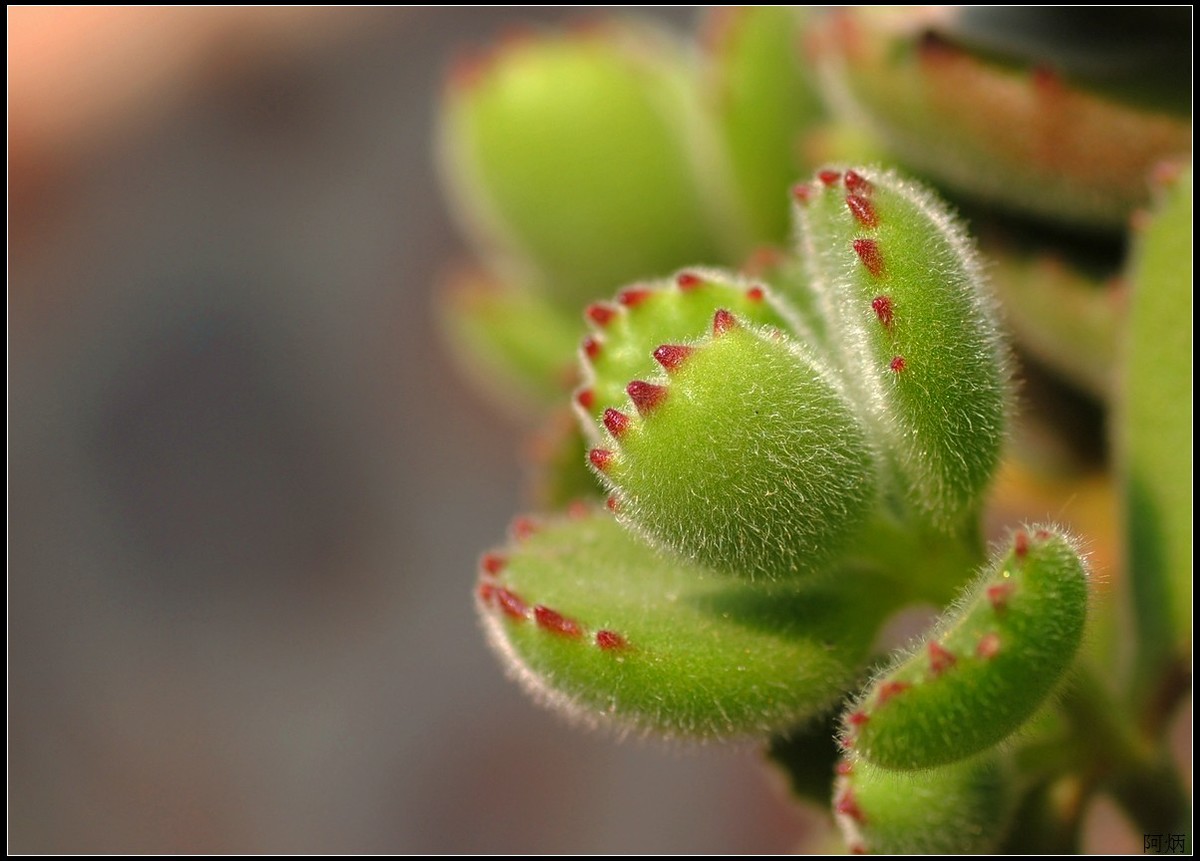 花卉练习（多肉熊“小手”和冬珊瑚小花）