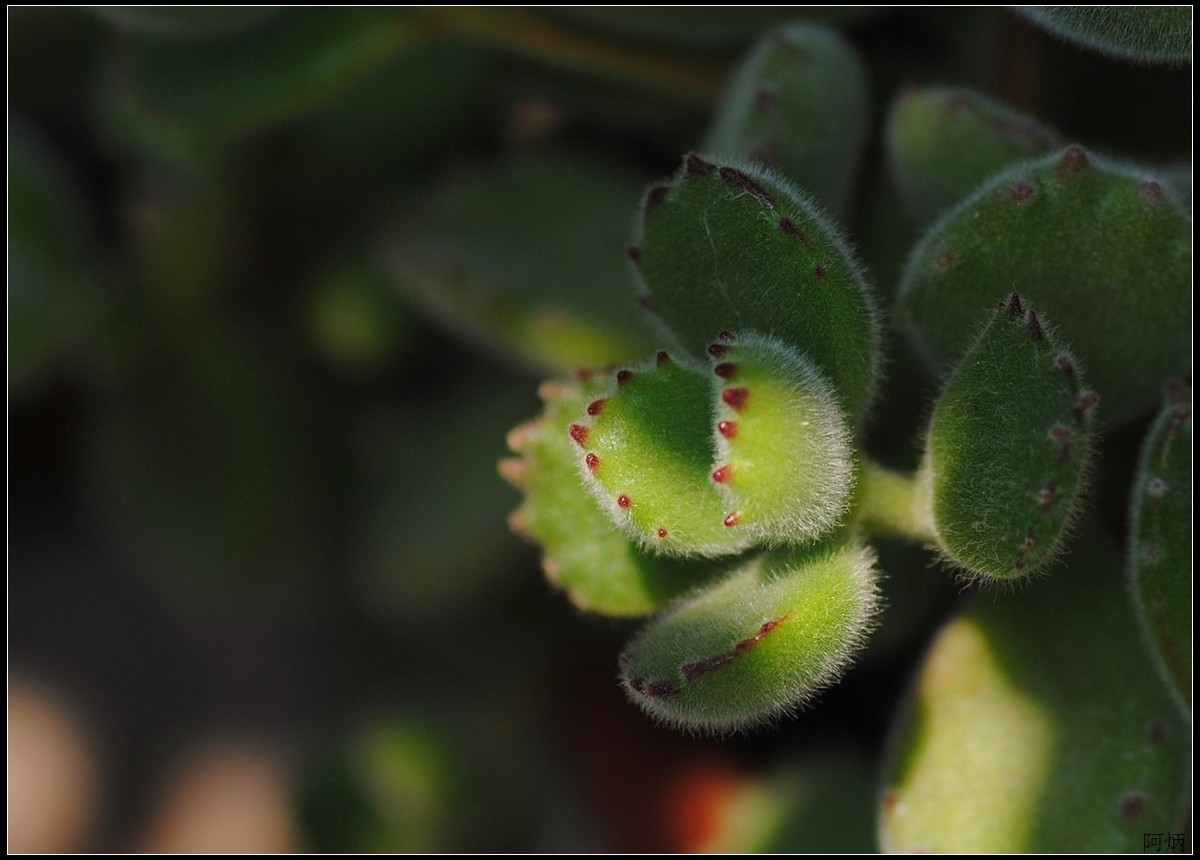 花卉练习（多肉熊“小手”和冬珊瑚小花）