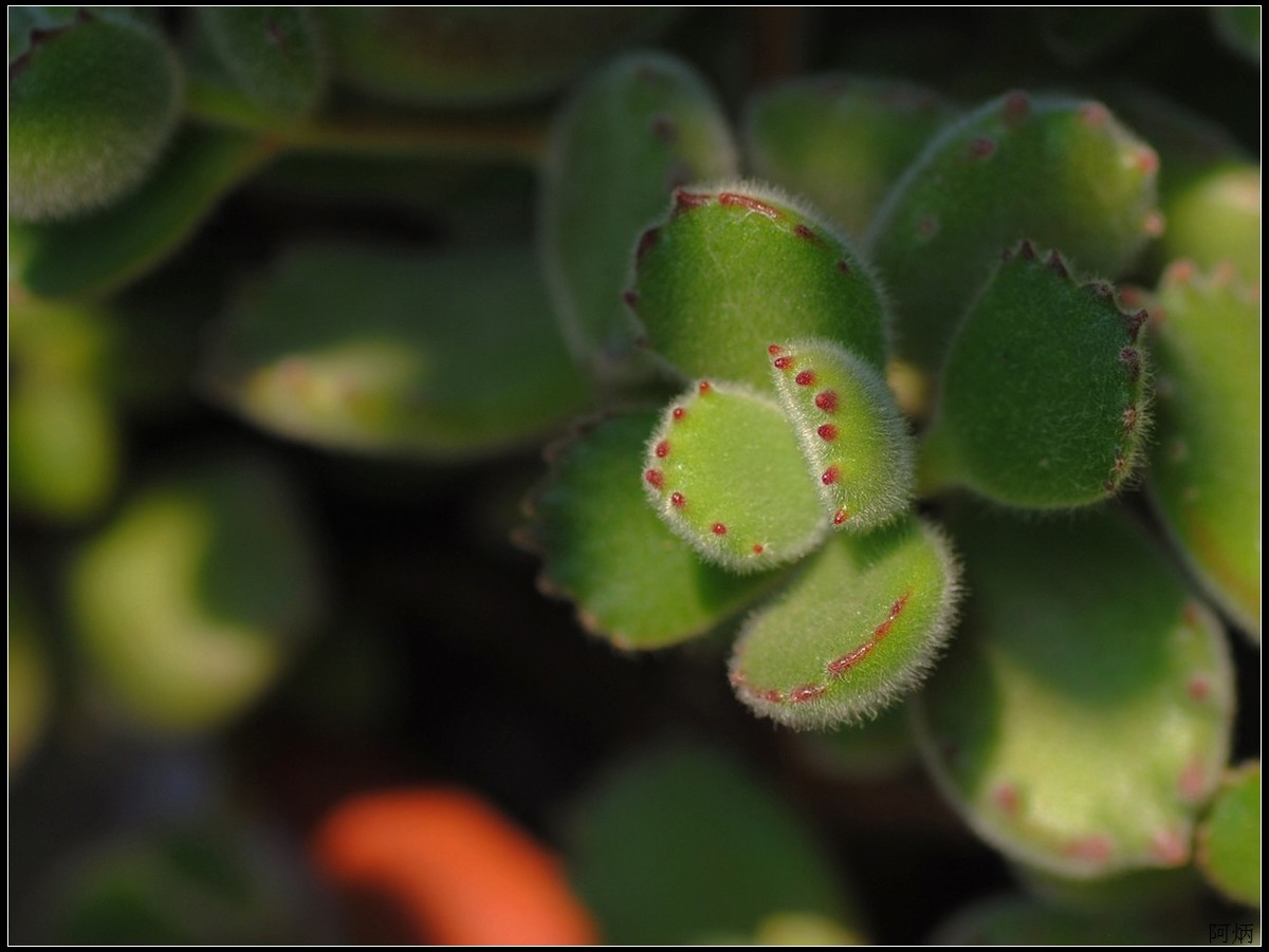 花卉练习（多肉熊“小手”和冬珊瑚小花）