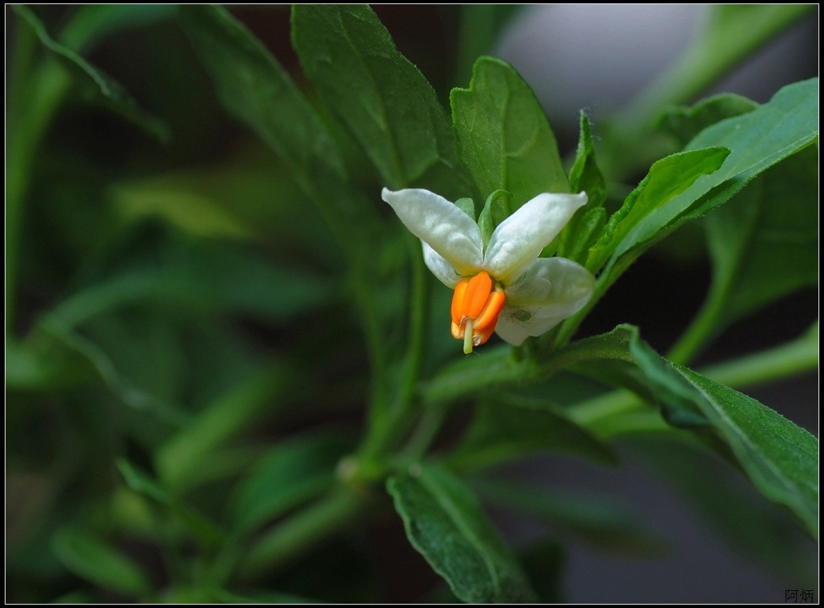 花卉练习（多肉熊“小手”和冬珊瑚小花）