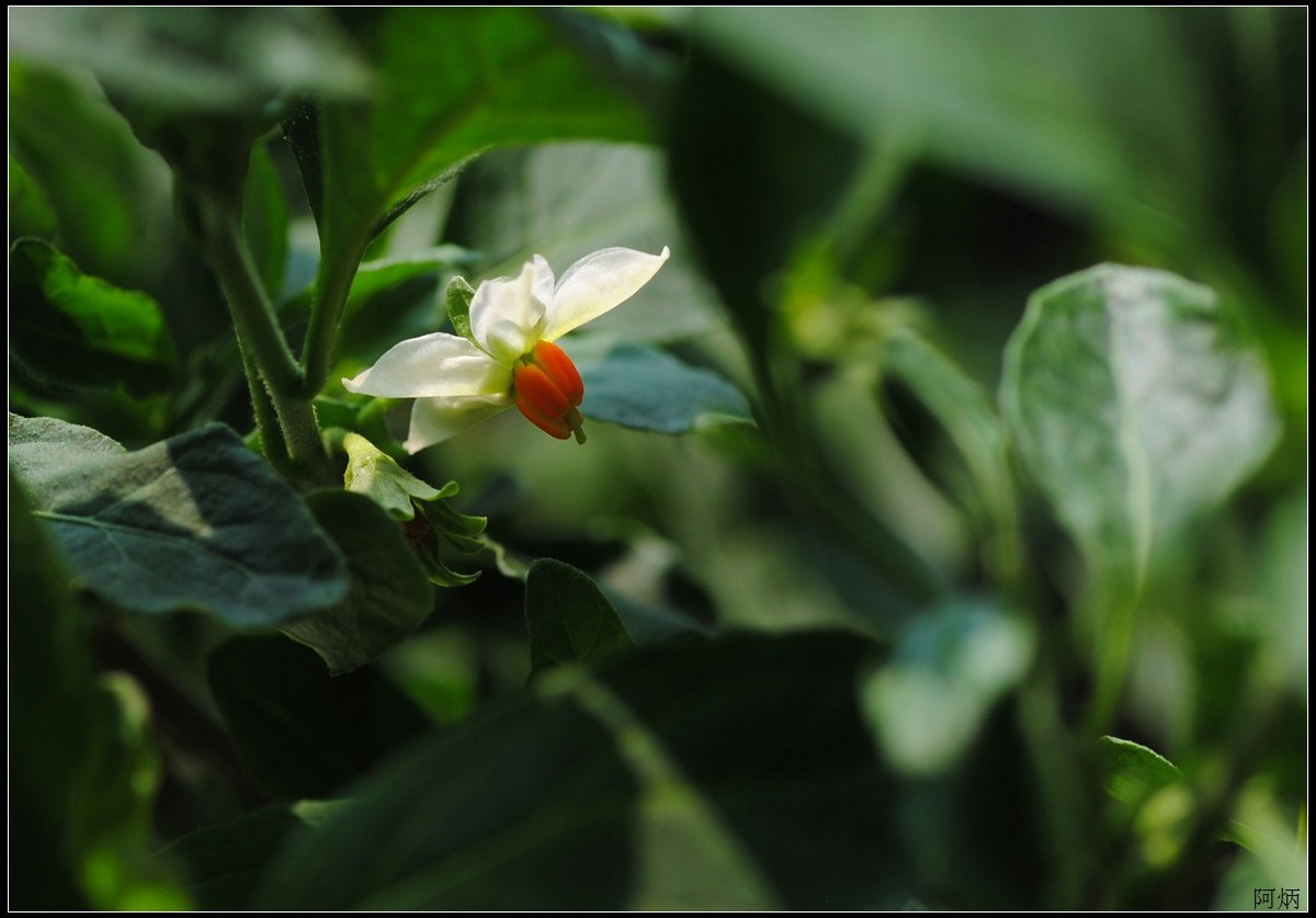 花卉练习（多肉熊“小手”和冬珊瑚小花）