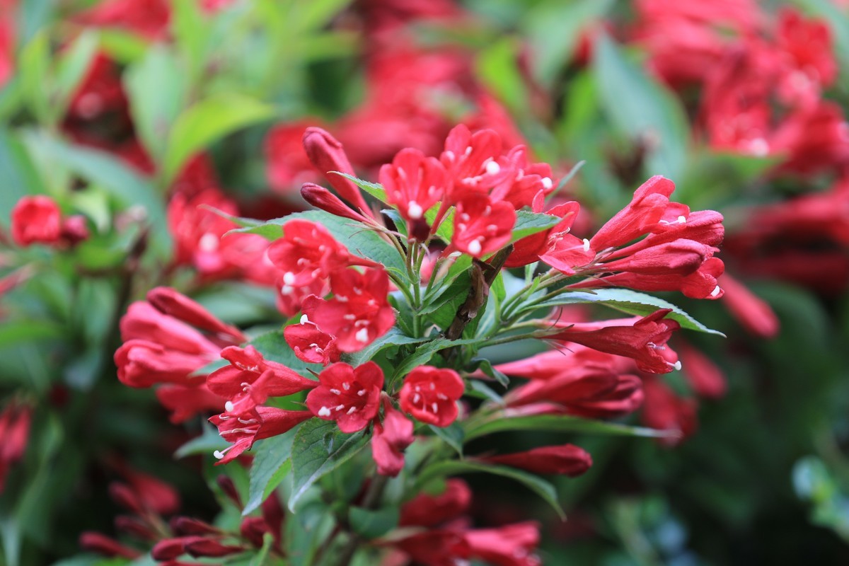 逆光侧光拍的效果不错