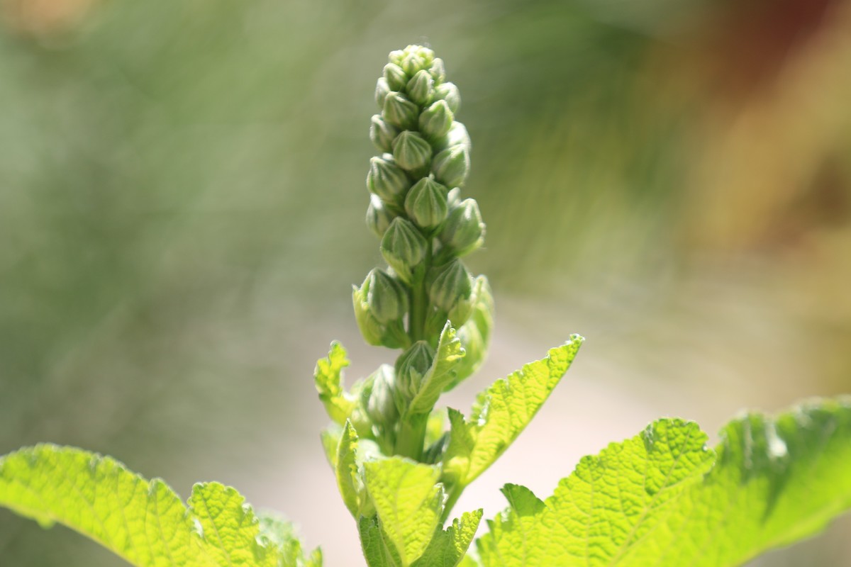 逆光侧光拍的效果不错