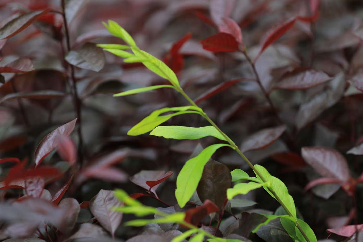 逆光侧光拍的效果不错