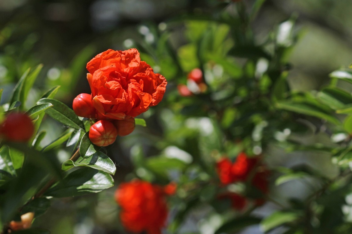石榴橙红色花朵的拍摄练习