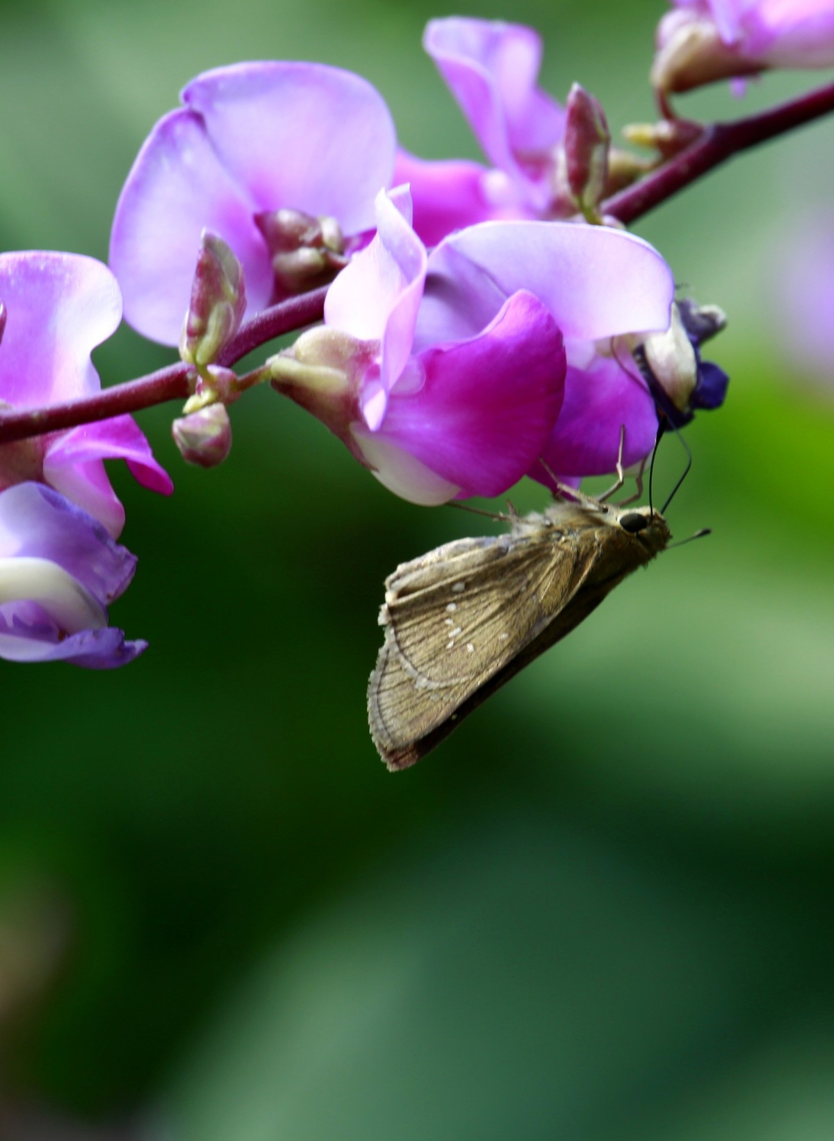 光影扁豆花之二