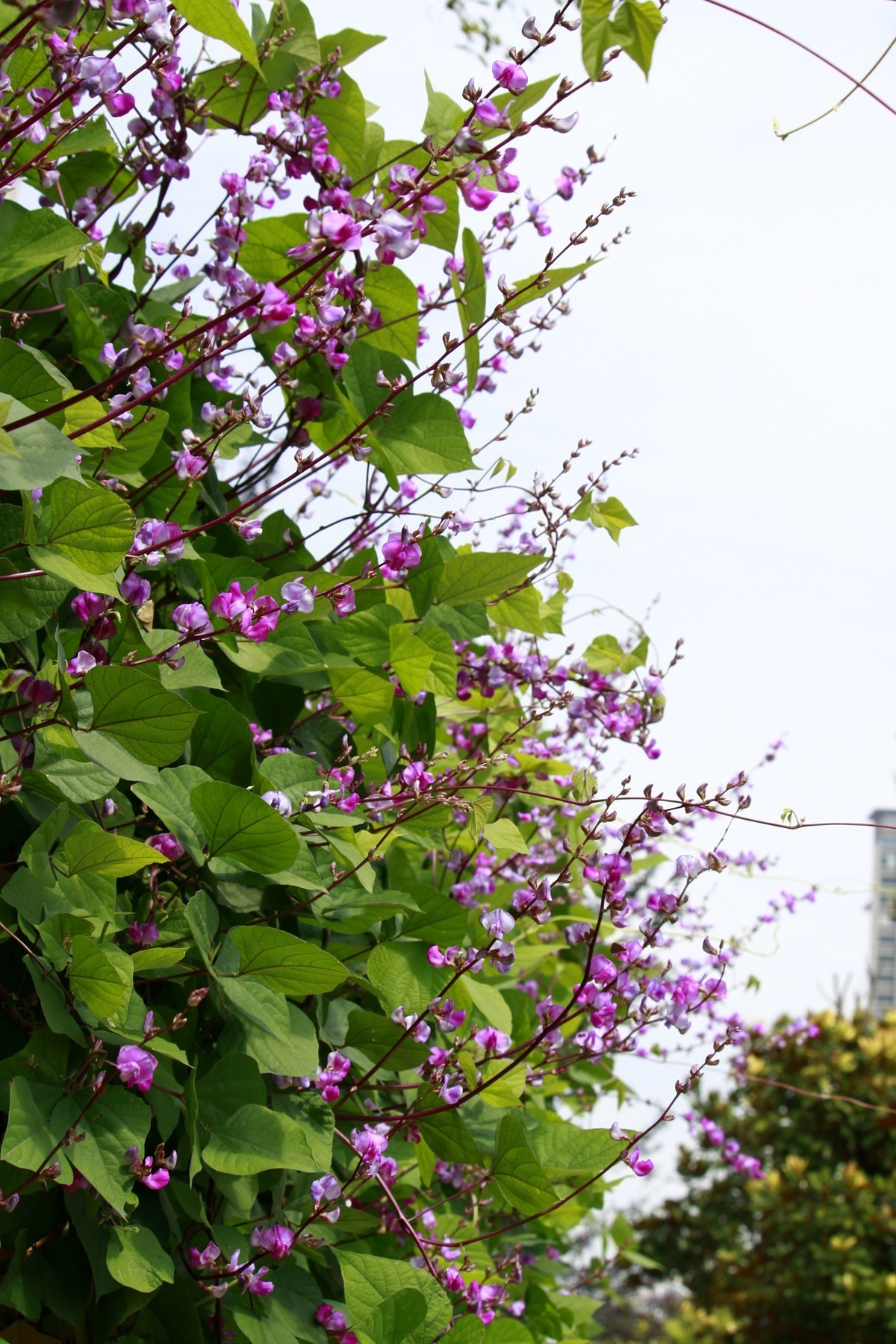 光影扁豆花之二