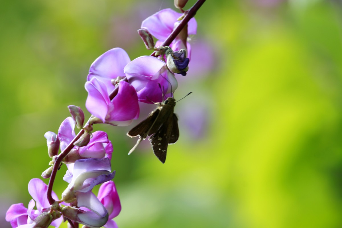 光影扁豆花之二