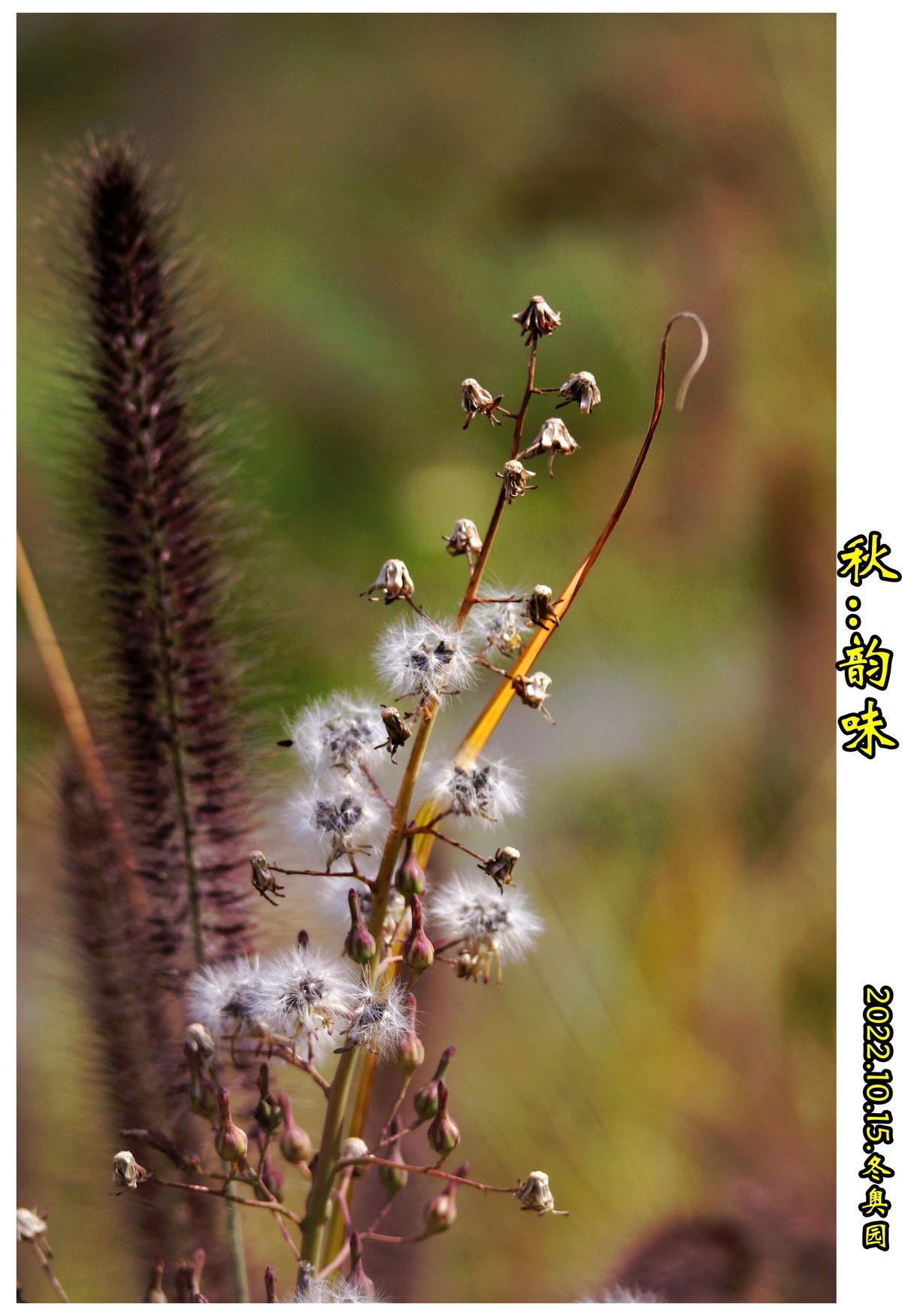 秋.....遐思