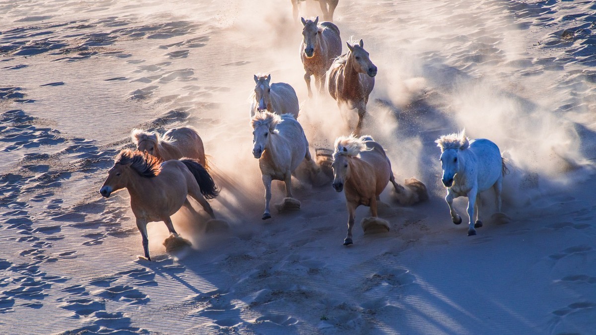21.6 夏日的草原（三十五）------八骏奔腾