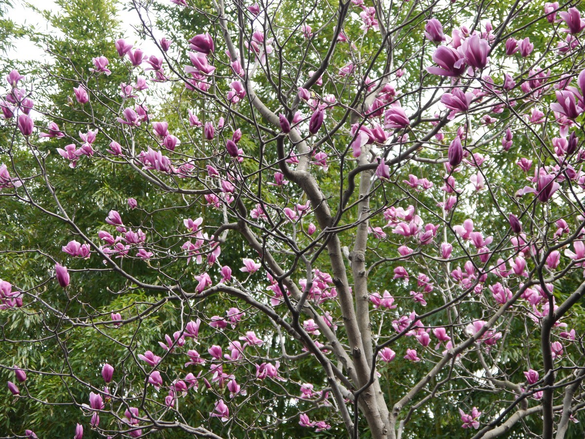 江南行之苏州篇--走进拙政园（9）
