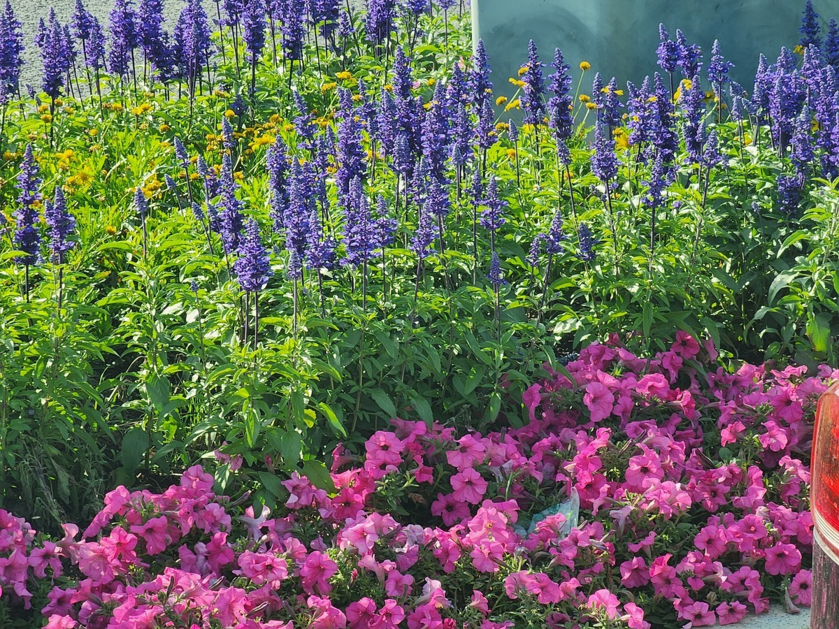 #春末夏初#花红柳绿风光好