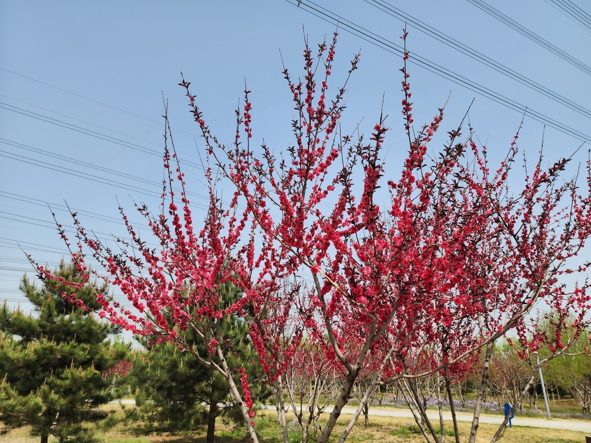 #春末夏初#花红柳绿风光好