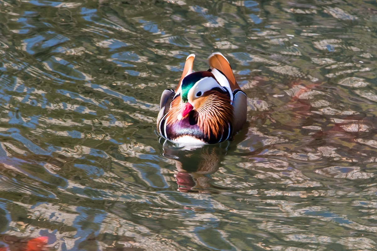 【镜头里】第1501号：北京紫竹院公园·水暖鸭知（五）