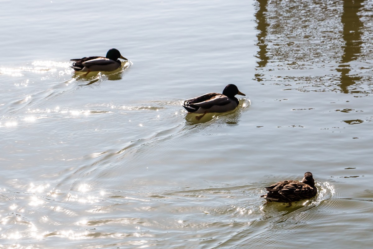 【镜头里】第1501号：北京紫竹院公园·水暖鸭知（五）